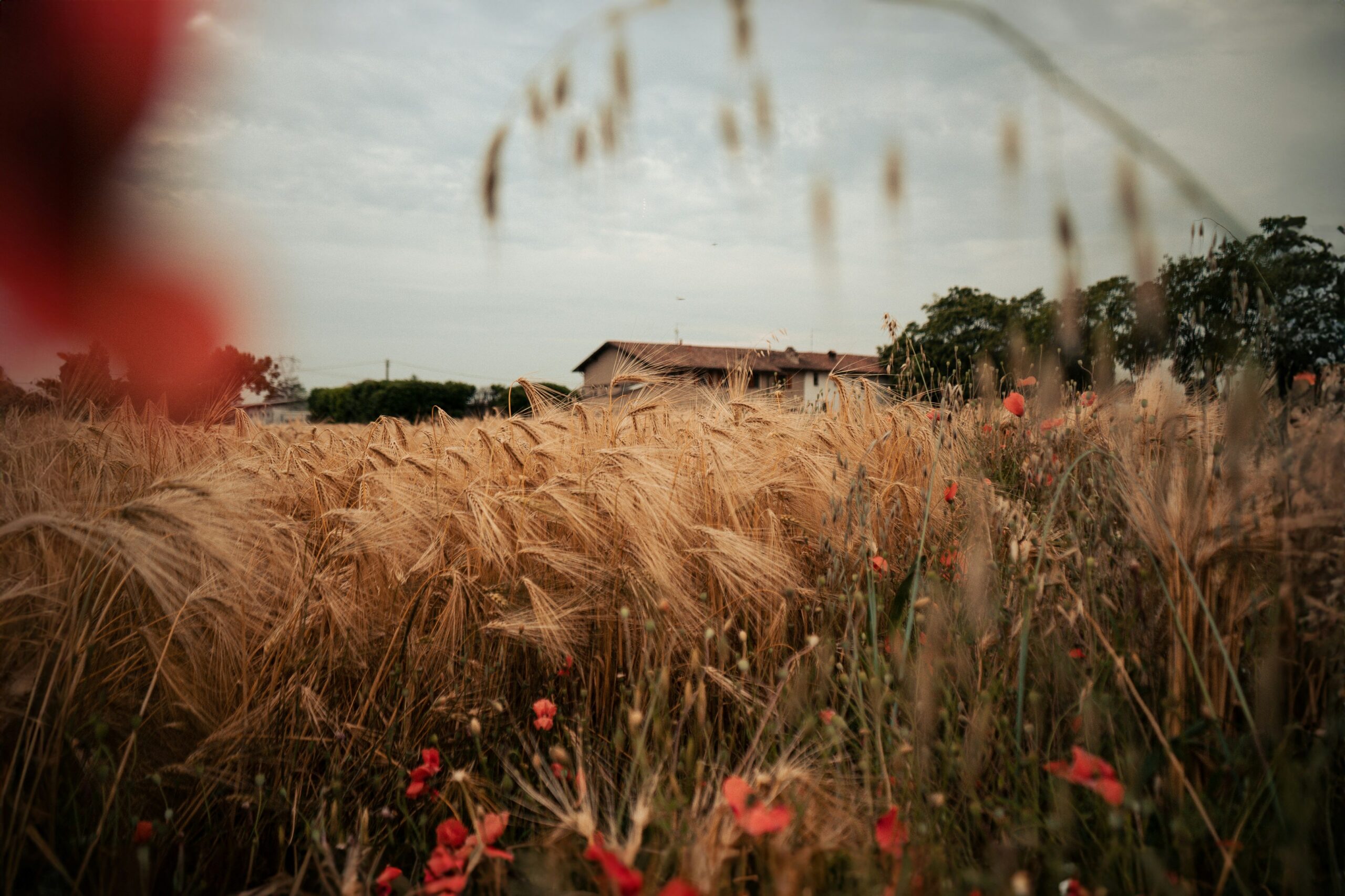 Farm in Italy